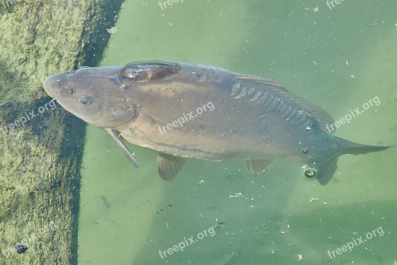 Carp River Nature Lakes Fish