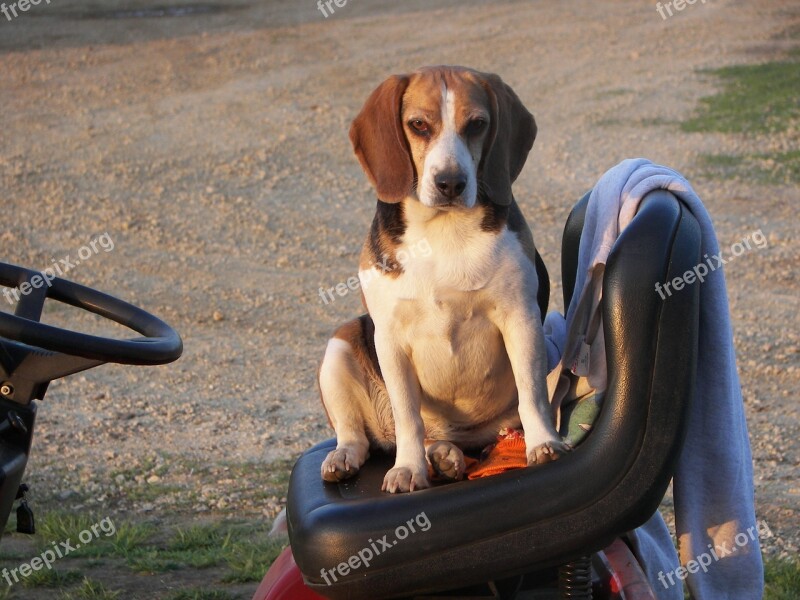 Beagle Sitting Funny Free Photos