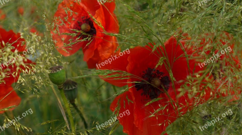 Summer Meadow Poppy Grasses Free Photos