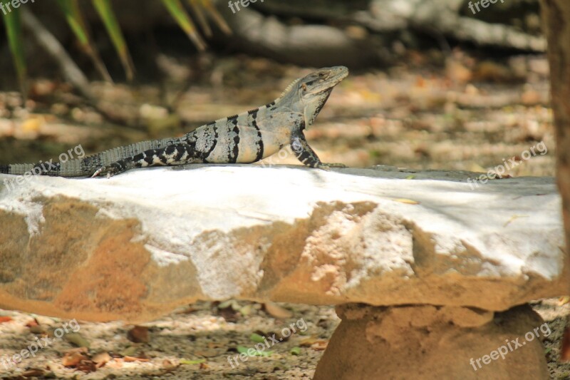 Iguana Tulum Quintana Roo Resting Animal