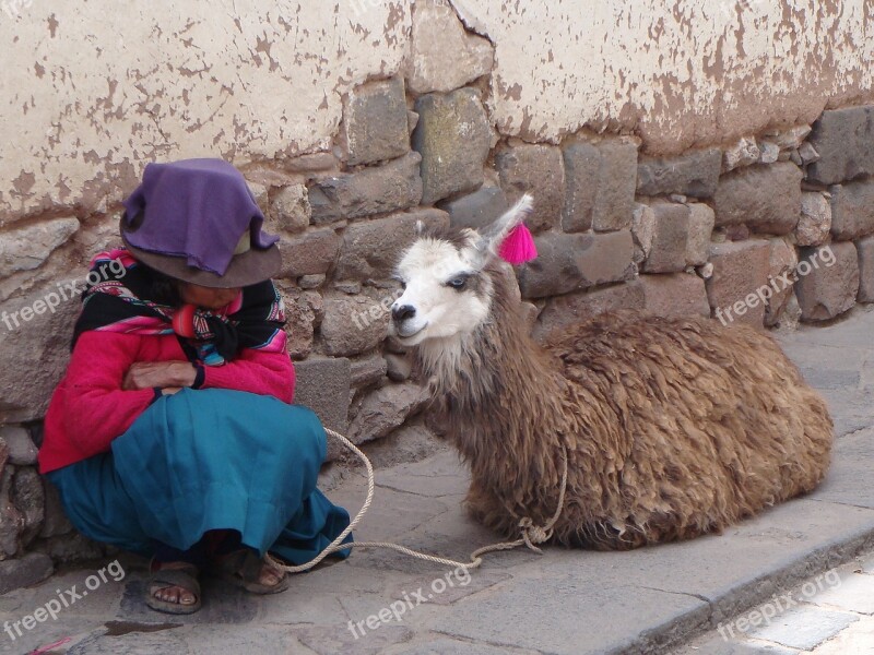 Lama Alpaca Peru Mammal Tourism