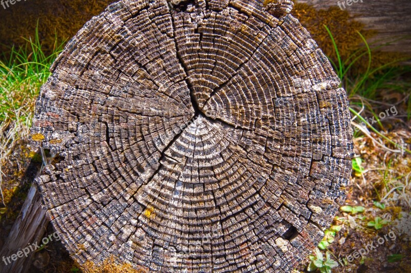 Wood Annual Rings Tribe Log Tree