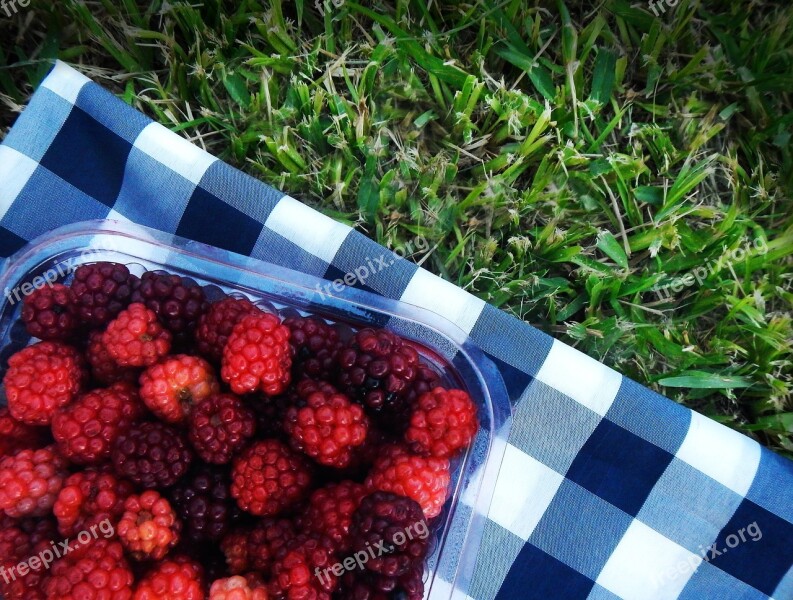 Raspberries Blackberries Picnic Red Fruits Free Photos