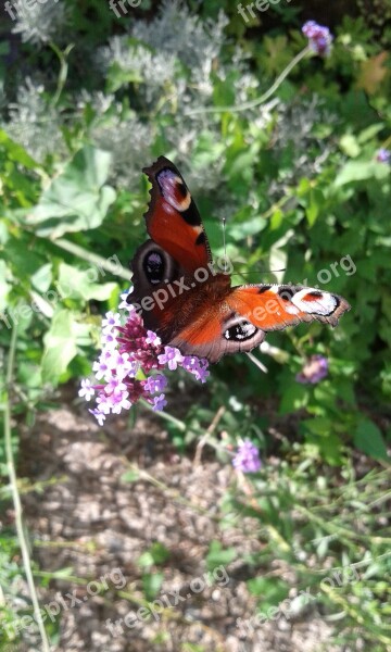 Butterfly Forage Macro Nature Free Photos