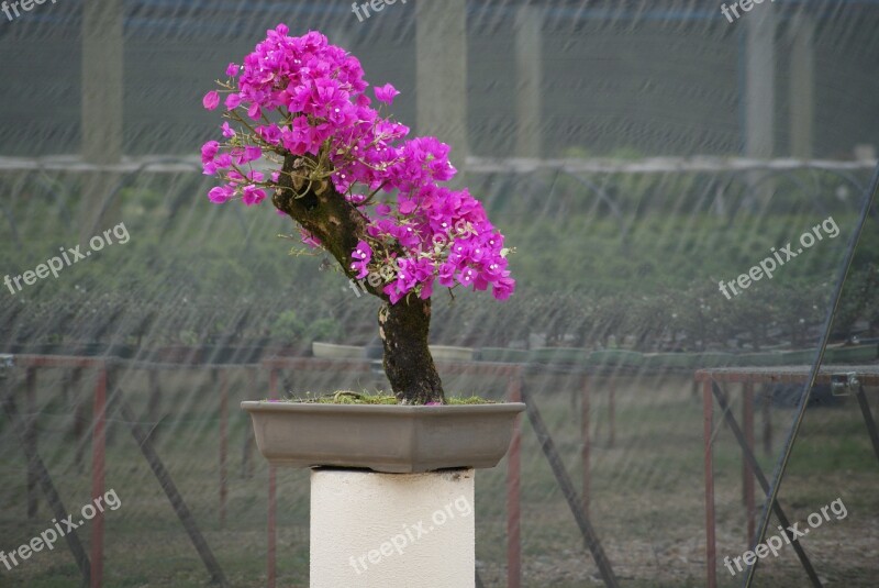 Bonsai Flying Tree Plant Miniature