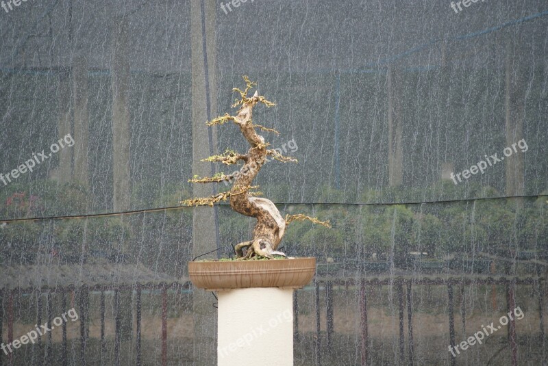 Bonsai Flying Tree Plant Miniature