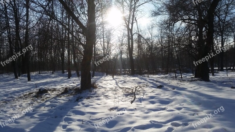 Winter Forest Trees Winter Snow Tree