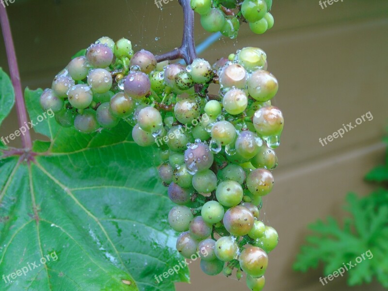 Grapes Isle Of Wight Gurnard Free Photos