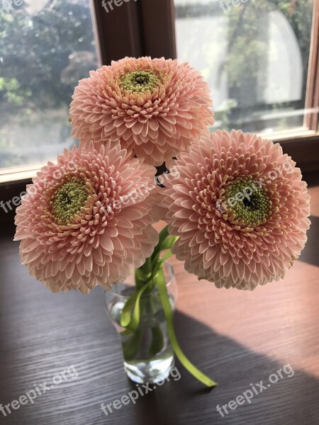 Flowers Gerbera Powder Free Photos