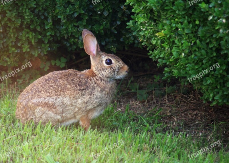 Rabbit Grass Nature Spring Bunny