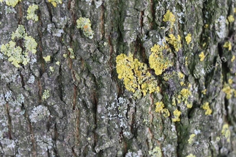 Tree Bark Bark Log Texture Structure