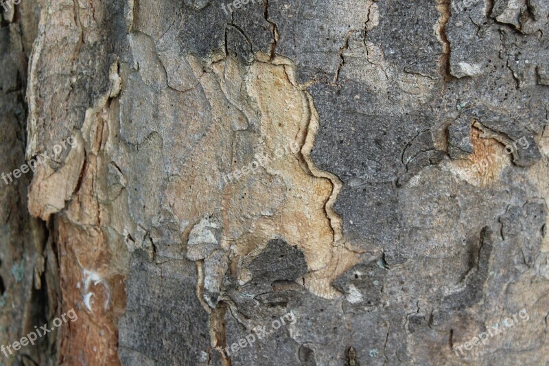 Tree Bark Bark Log Texture Structure