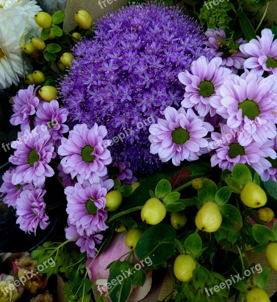 Flowers Purple Nature Plant Blue