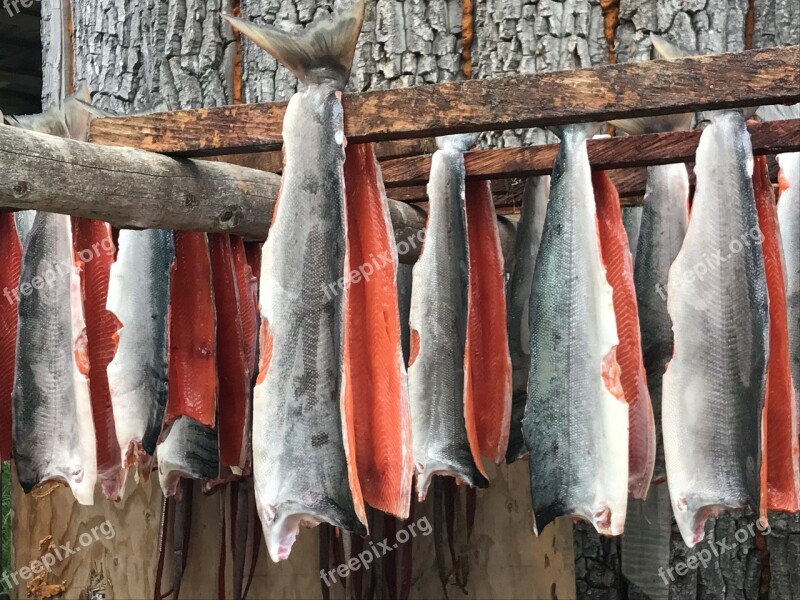 Alaska Salmon Bristol Bay Drying Salmon Free Photos