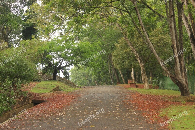 Nature Green Path Flowers Pleasant