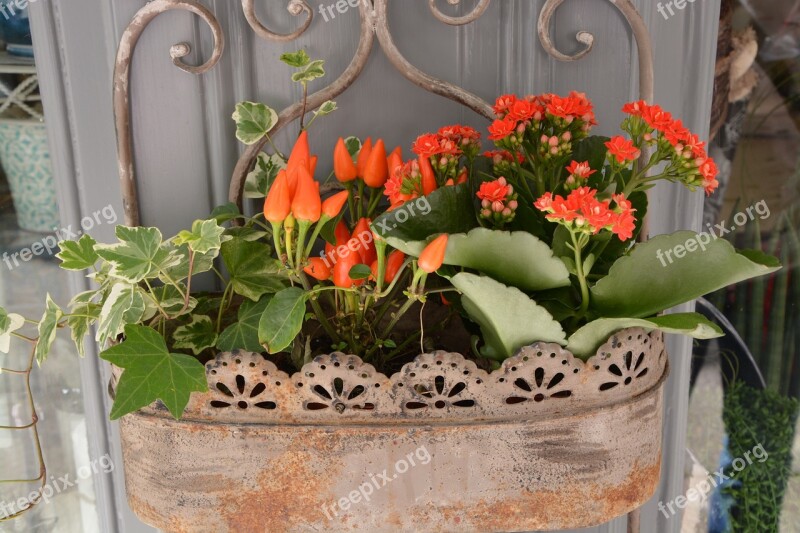 Red Flowers Plant Jardiniere Decoration Nature