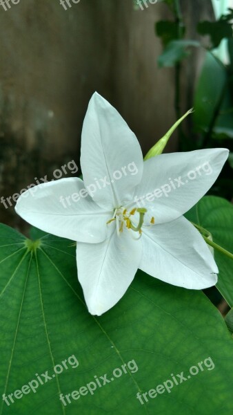 White Star Flower Leaf Green Free Photos