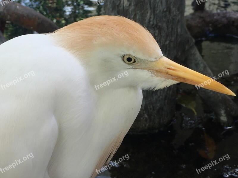 Cattle Egret Bird Egret Tropical Plumage