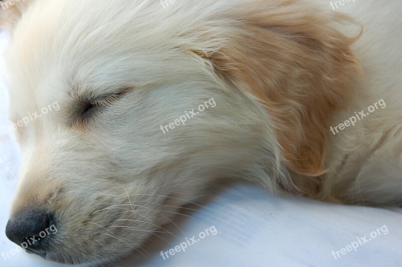 Cute Puppy Dog Sleeping Puppy Free Photos