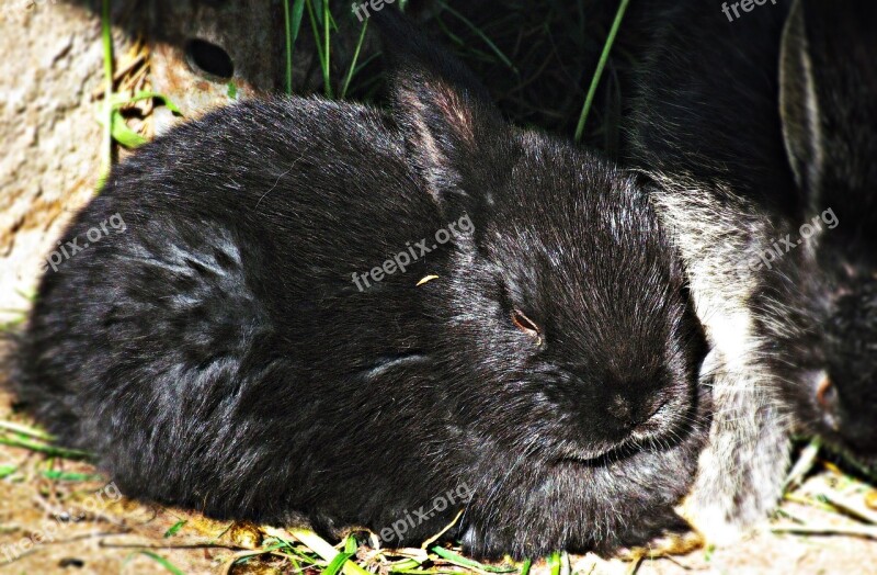 Rabbit Black Bunny Animal Nature