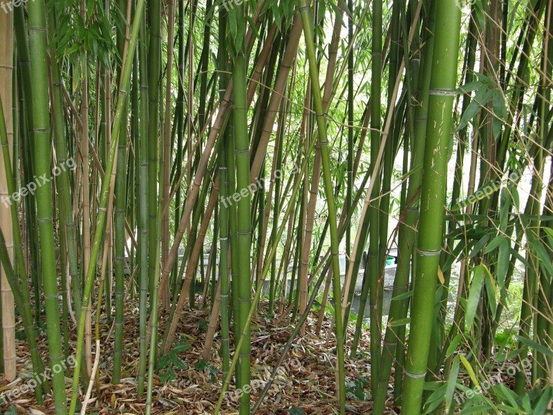 Giverny Monet Garden Bamboo France