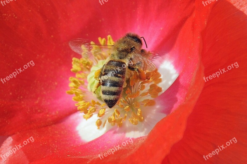 Blossom Bloom Bee Close Up Pollination