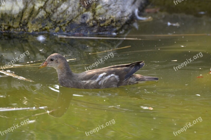 Moorhen Floating Bird Water Bird Animal World