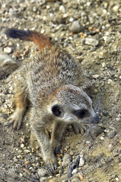 Meerkat Young Animal Mammal Zoo Curious