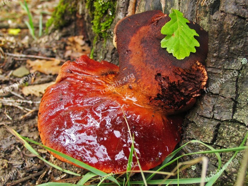 Mushroom Wood In The Forest Mushrooms Free Photos