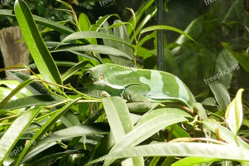 Lizard Reptile Plants Green Nature