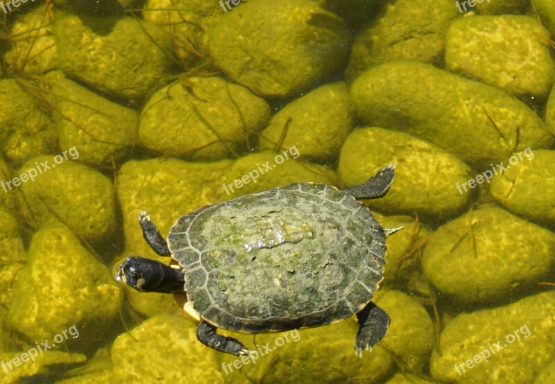 Turtle Animal Slowly Nature Green