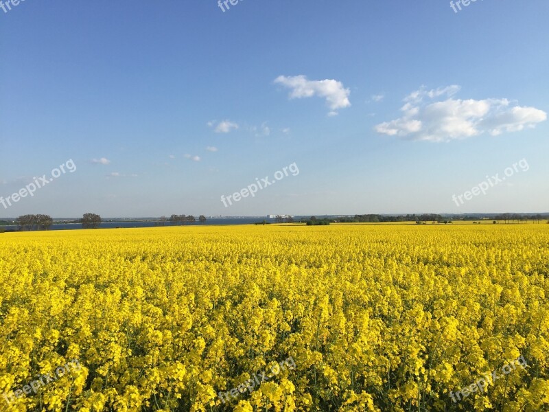 Werft Wismar Field Of Rapeseeds Summer Insel Poel Free Photos