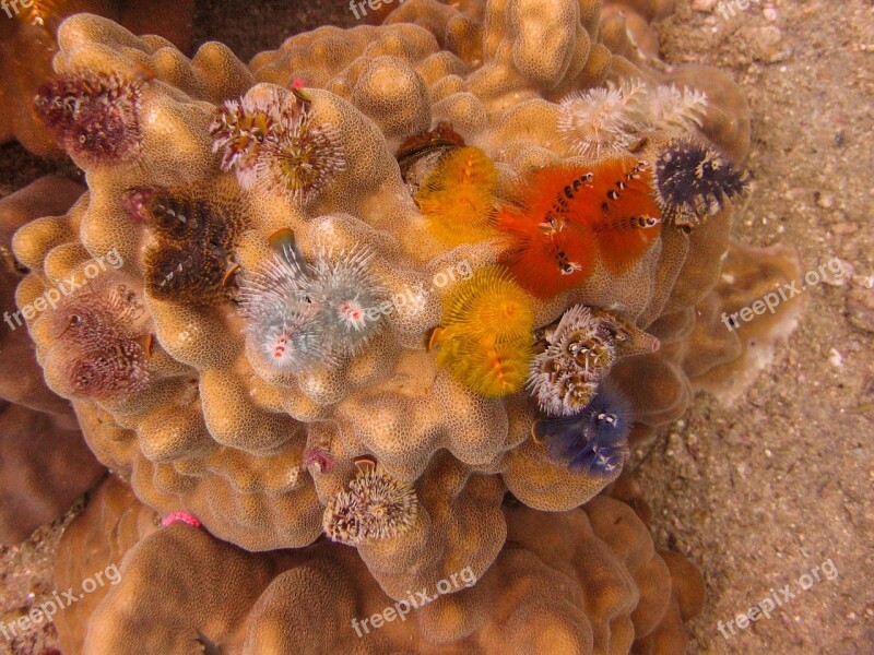 Christmas Tree Worms Coral Underwater Diving Ocean