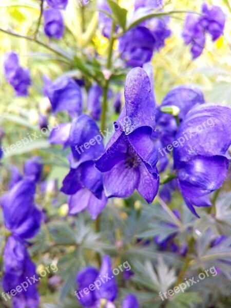 Aconite Skullcap Fighter Poisonous Plant Poisonous