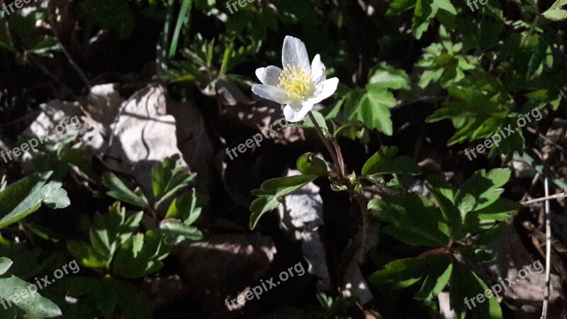 Wood Anemone White White Sip White Flower Spring Flowers