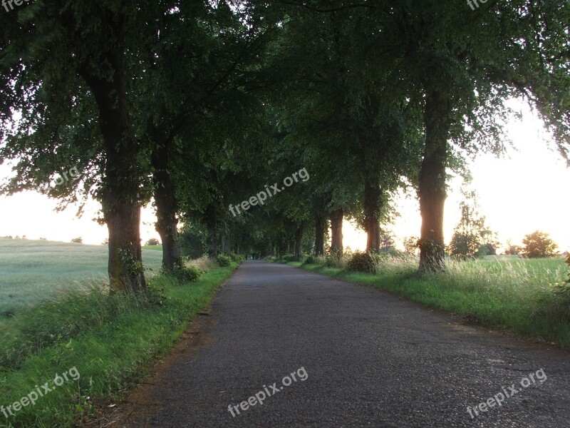 Masuria Way Alley Lipova Lipa Tree