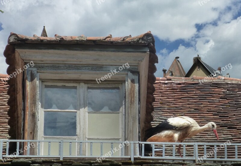 Stork Housetop Stork Nests Münster Alsace