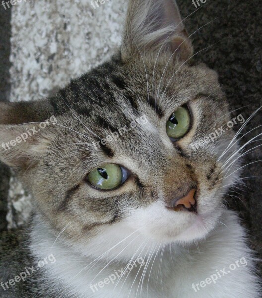 Cat Portrait Eyes Animal Look