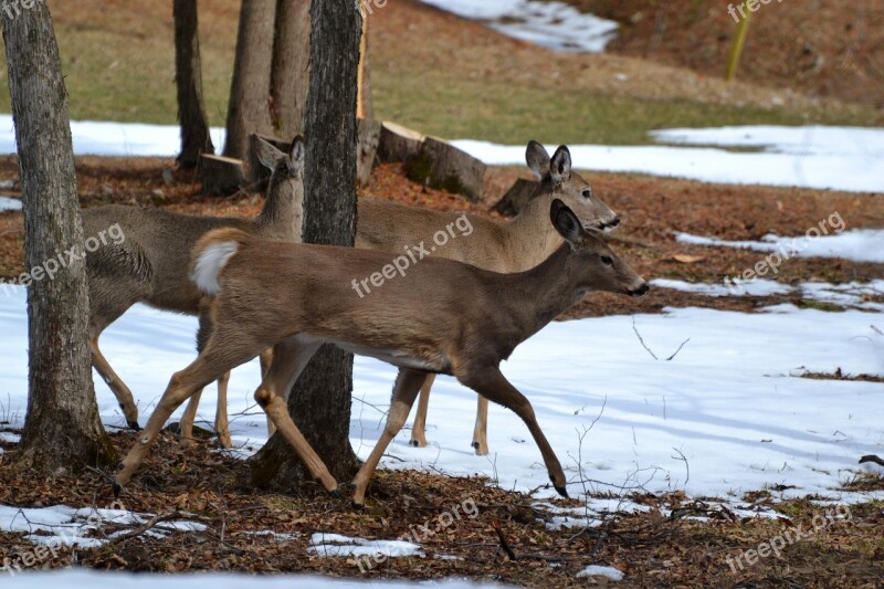 Animal Deers Crossing Free Photos