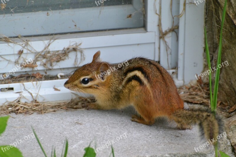 Chipmunk Animal Rodent Free Photos