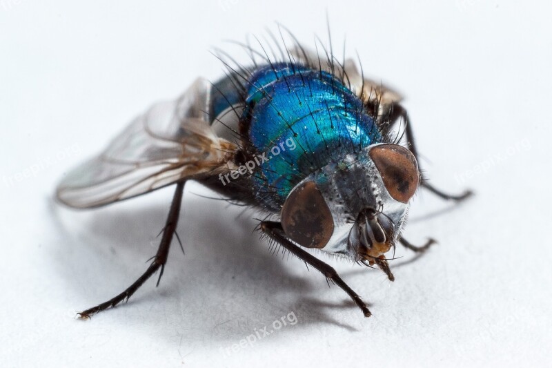 Housefly Fly Insect Macro Insect Macro