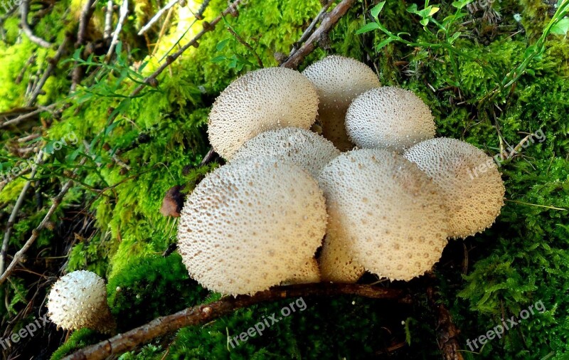 Mushroom Forest Floor Bottle Umbrinum Free Photos