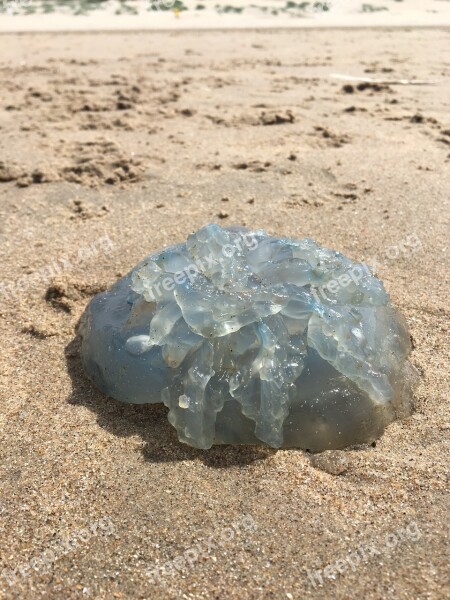 Jellyfish Beach Sun Washed Up Animal