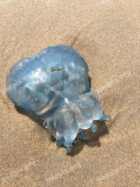 Beach Jellyfish Animal Washed Up Sea