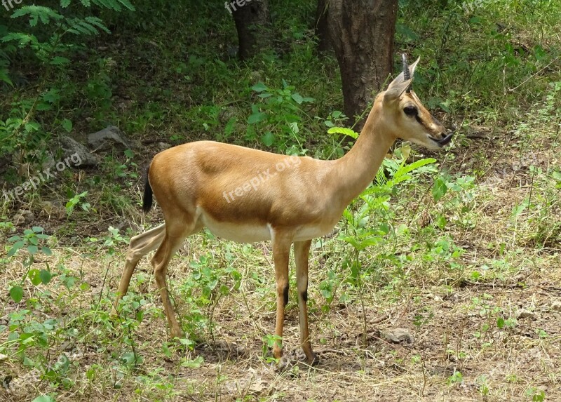 Chinkara Gazella Bennettii Indian Gazelle Ravine Deer Gujarat Chinkara