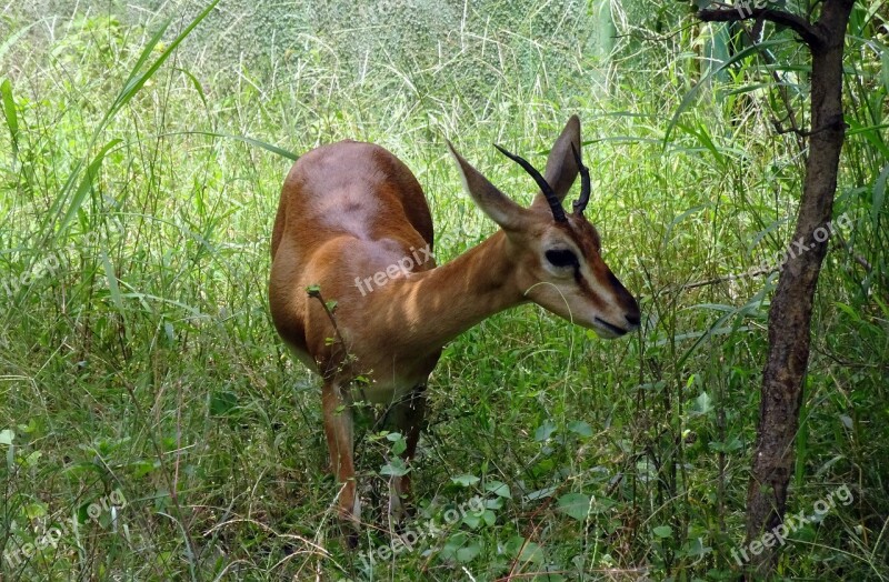 Chinkara Gazella Bennettii Indian Gazelle Ravine Deer Gujarat Chinkara