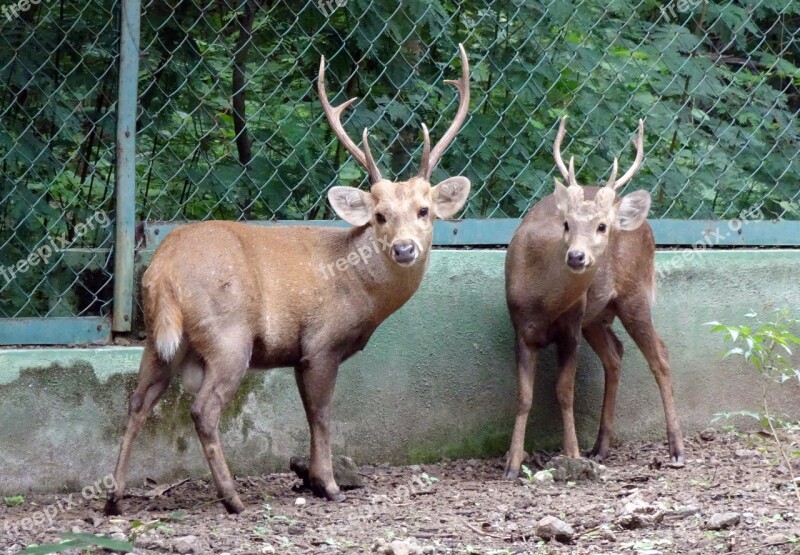 Indian Hog Deer Hyelaphus Porcinus Deer Animal Ungulate