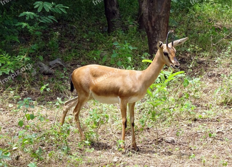 Chinkara Gazella Bennettii Indian Gazelle Ravine Deer Gujarat Chinkara