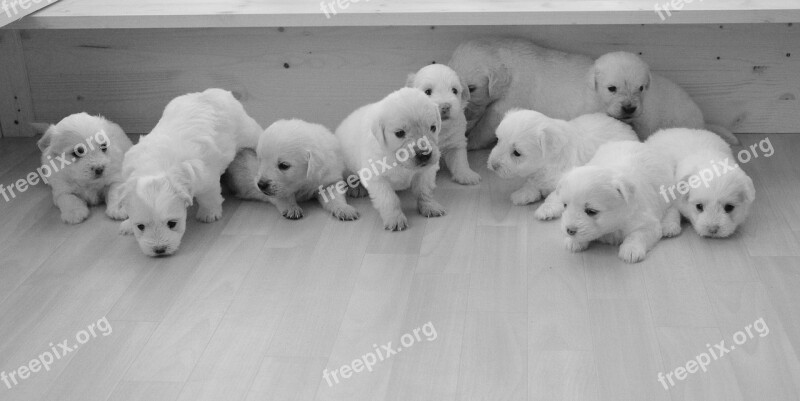 Puppies Golden Retriever Babies Complicity Soft