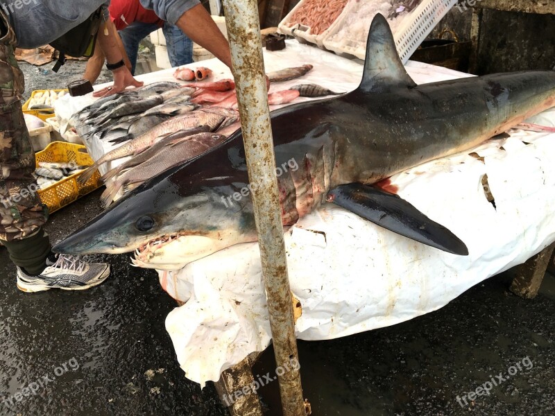 Hai Shark Fish Port Sales Stand